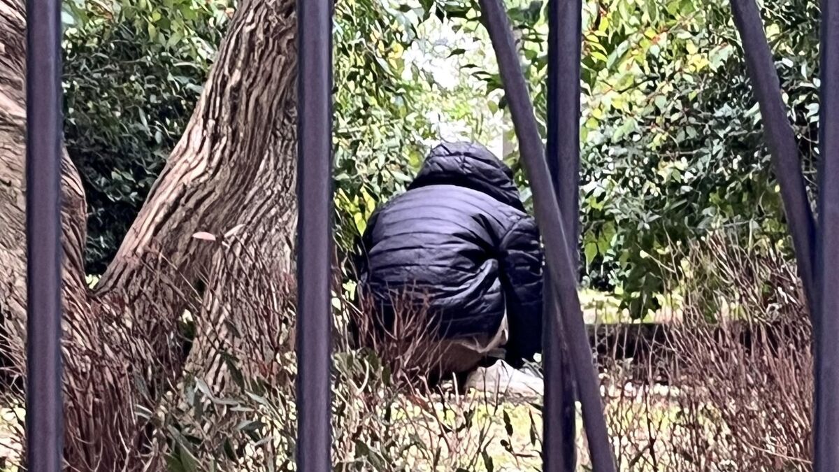 Un acte insensé : un homme arrêté pour avoir attaqué des pigeons et semé la peur chez une enfant.